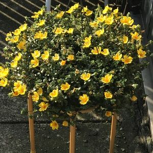 Meet your Posher, Lois